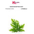 Citronella FO